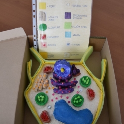 Model celice